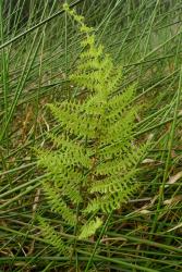 Thelypteris confluens. Mature frond with unreduced basal pinnae growing in wetland.  
 Image: L.R. Perrie © Leon Perrie 2013 CC BY-NC 3.0 NZ